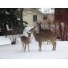 DEER IN MY YARD