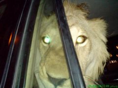 my friend's lion he was watching me when i toke this pic