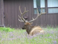 elk outside my house
