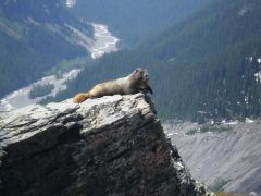 a marmot at 7,000 feet